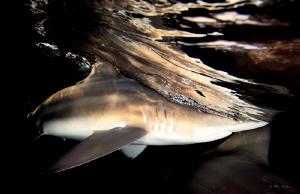 Another from the Black tips at dusk collection. by Allen Walker 